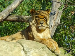 Tiergarten Schönbrunn am 03.10.2025